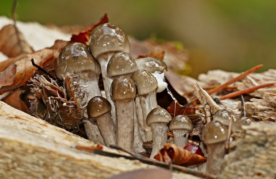 Грибы Разрушители