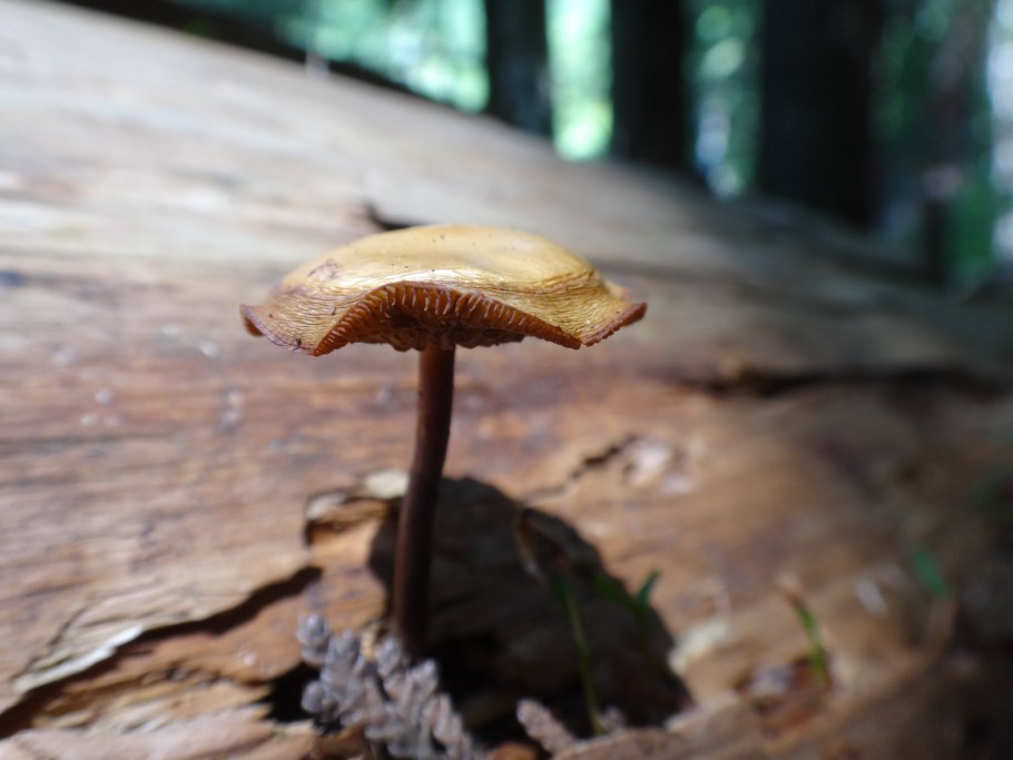 Мхи и грибы соснового леса