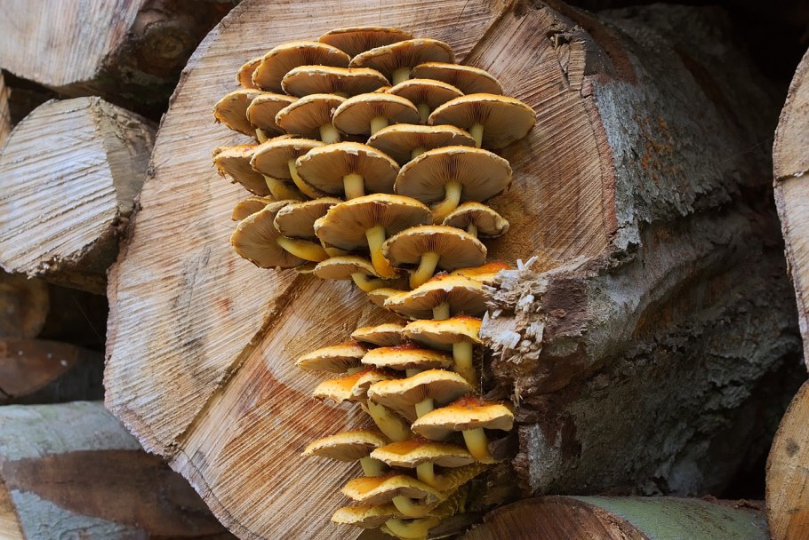 Лже опята осенние