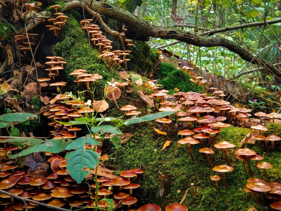 Белый гриб на бревне