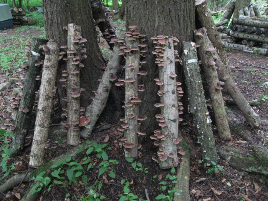 Грибы на бревне название