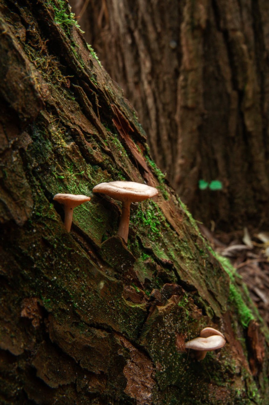 Гриб в лесу