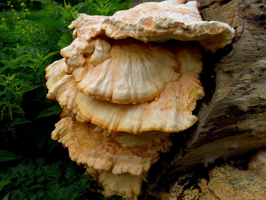 Волнистый гриб на бревне