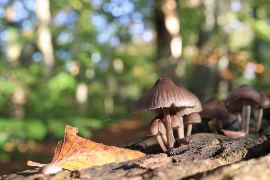 Красные грибы на дереве