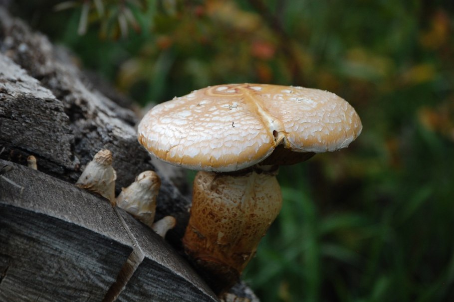 Черный гриб на бревне