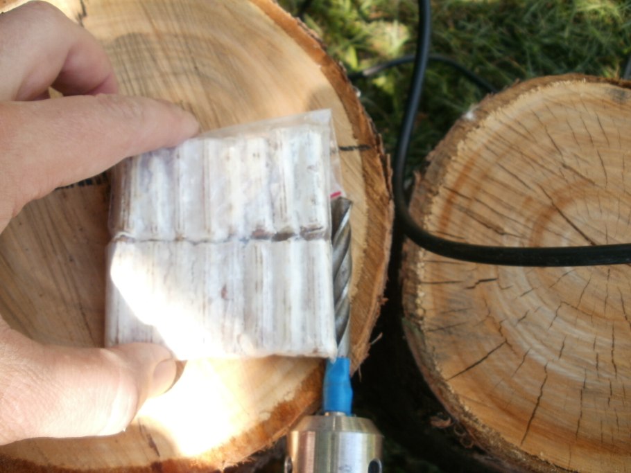 Годичные кольца мамонтова дерева