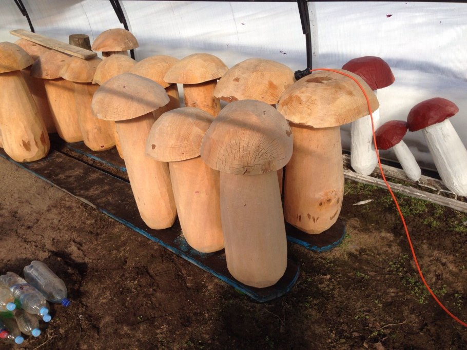 Грибы в конце мая