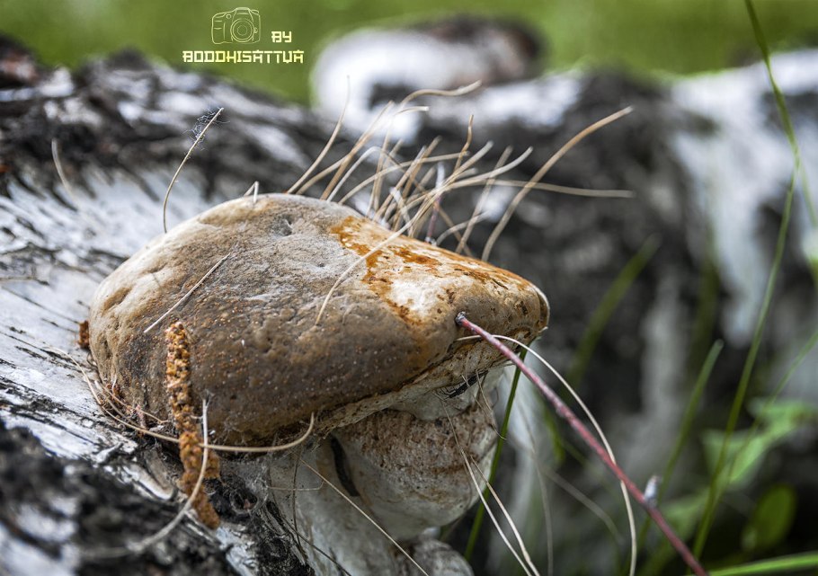 Грибы на стволах деревьях осенью фото