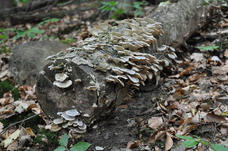 Лесные летние опята