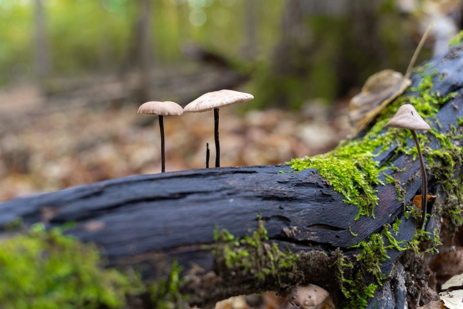 Зархвуд гриб