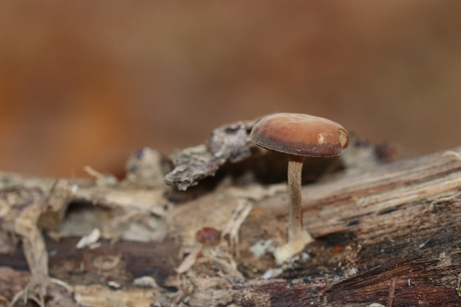 Гриб который растёт на пеньке