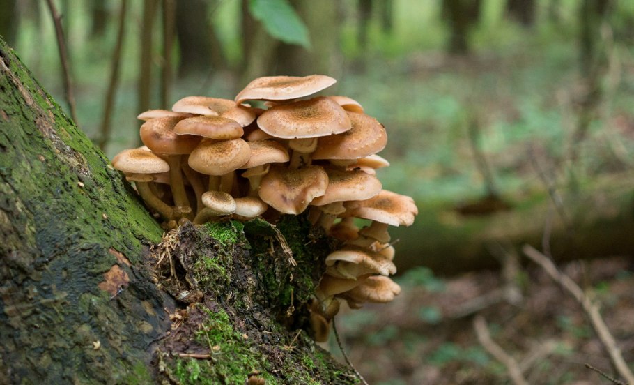 Мицелий на дереве