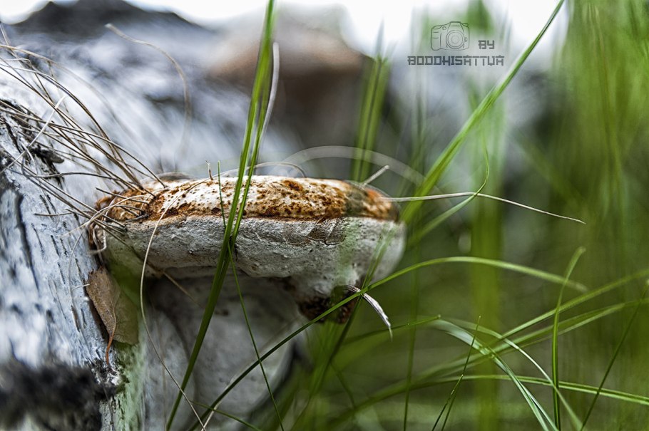 Гриб трутовик