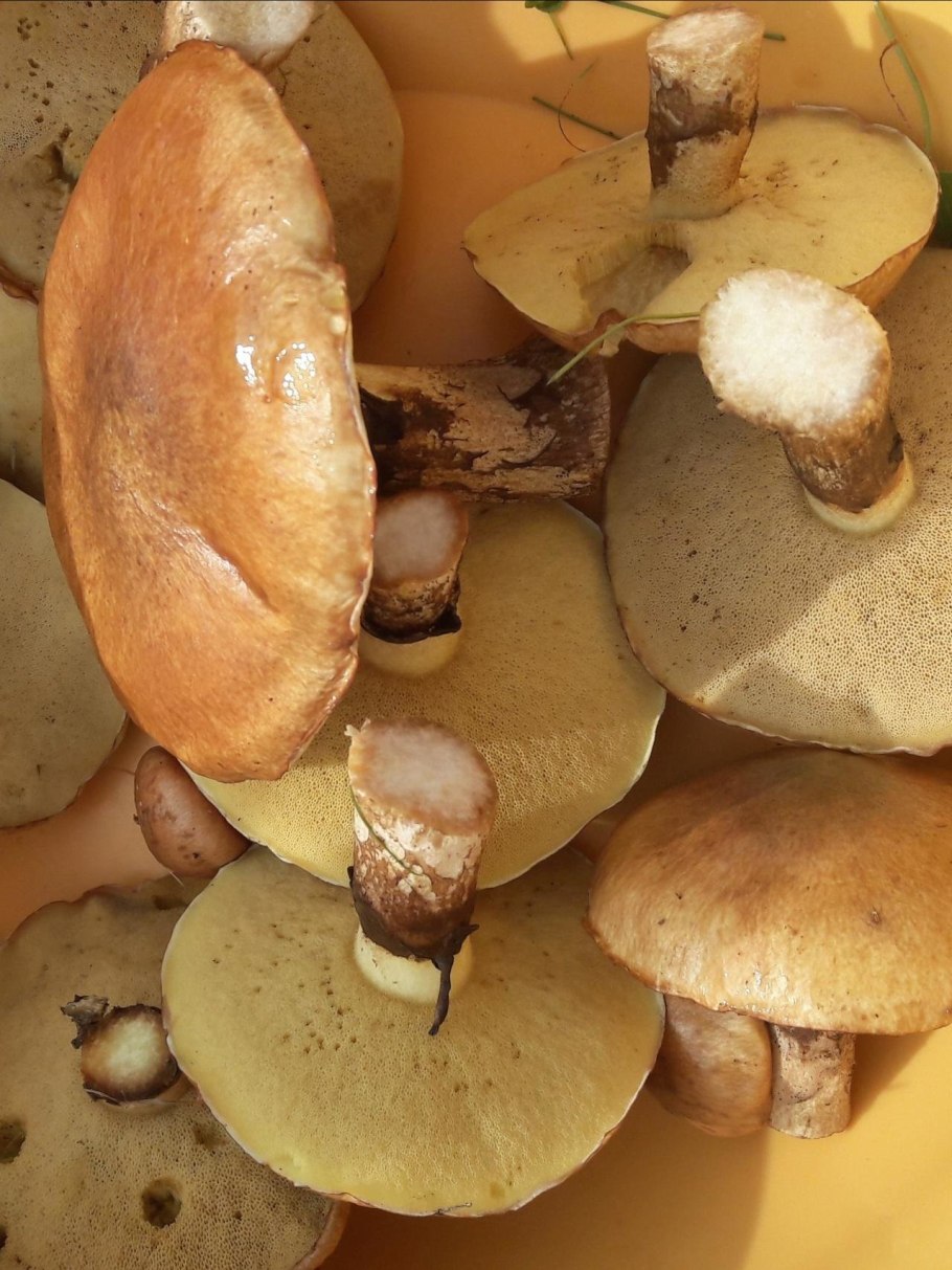 Маслёнок настоящий Suillus luteus