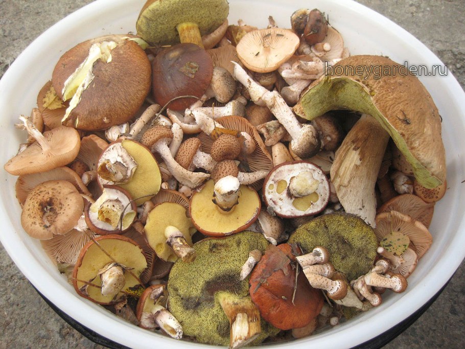 Съедобные грибы маслята