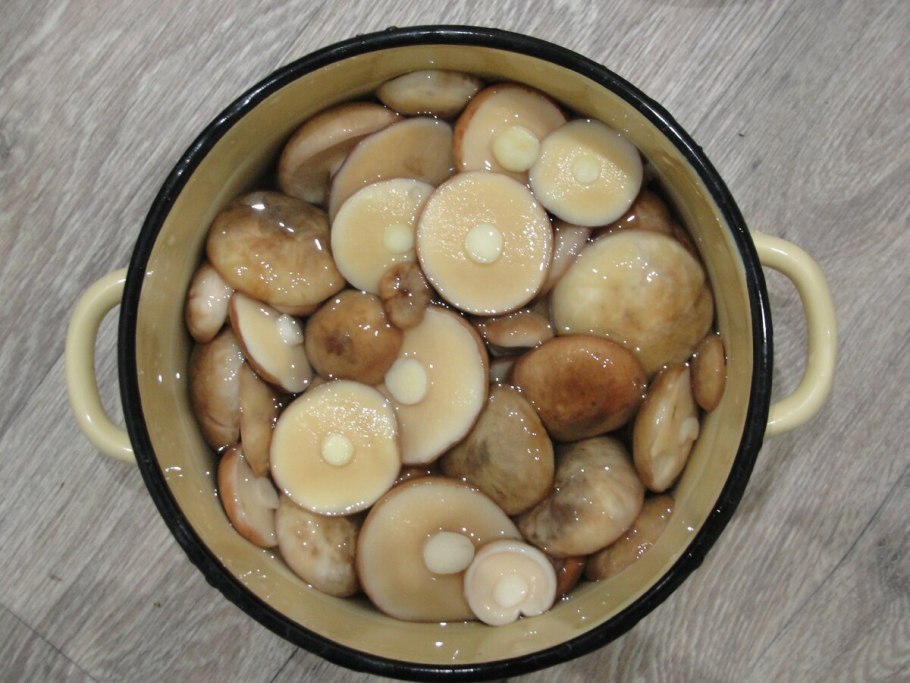 Грибы маслята