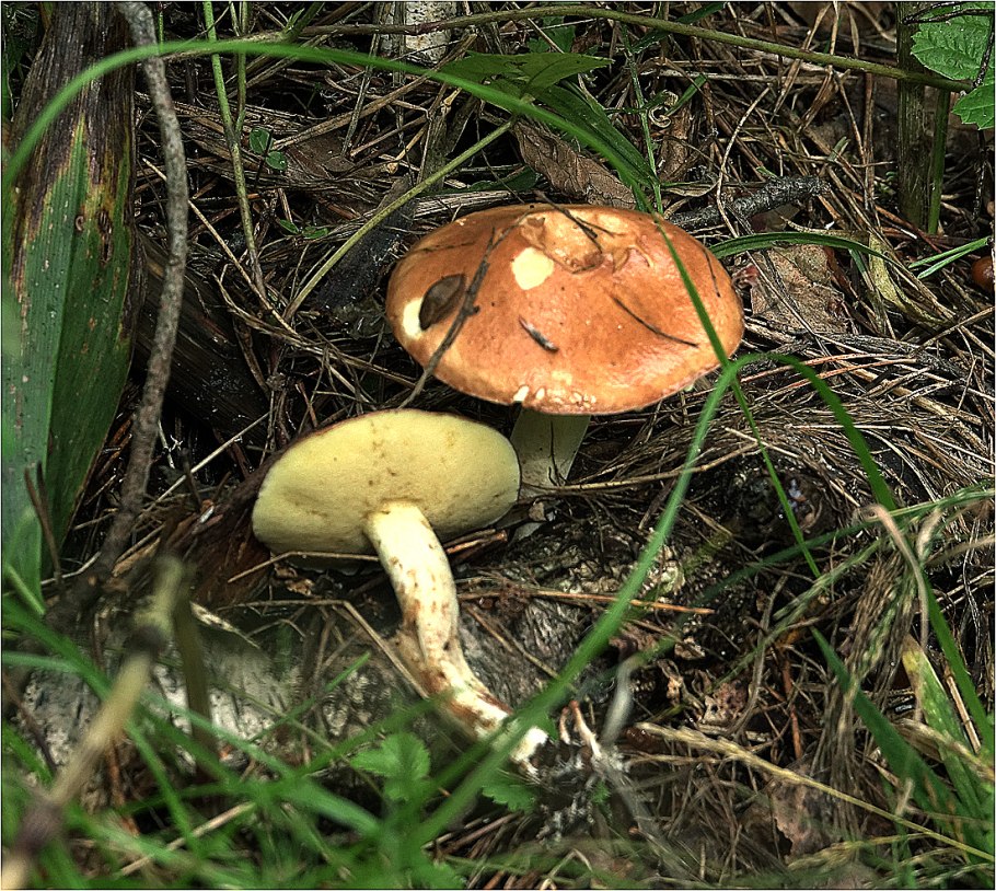 Съедобные грибы маслята