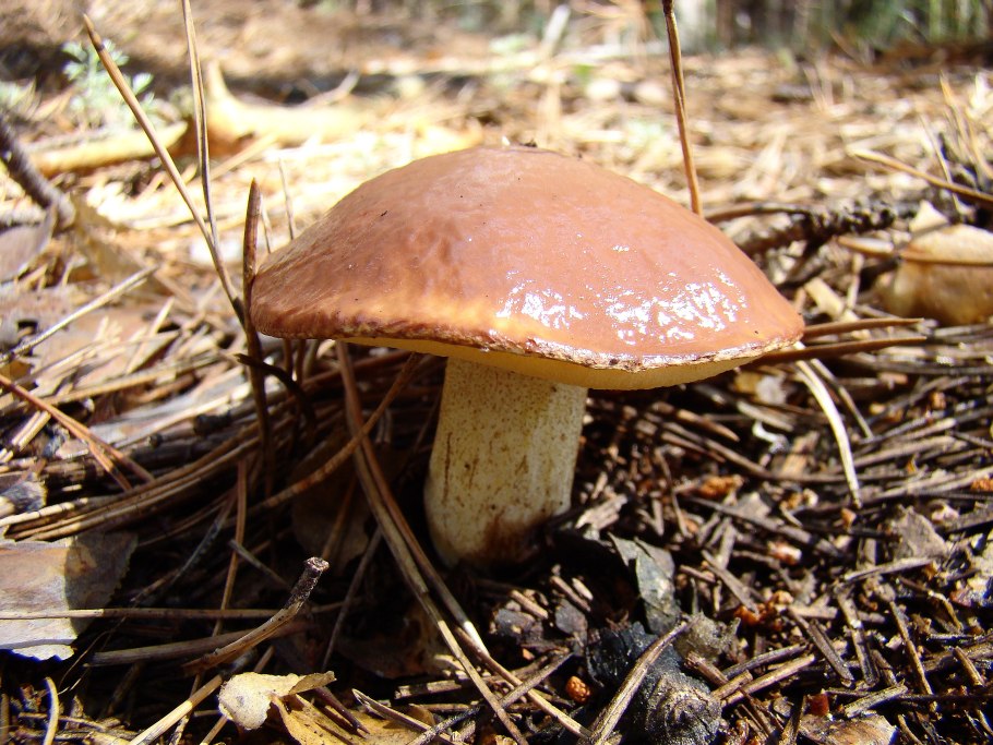 Боровик масленок