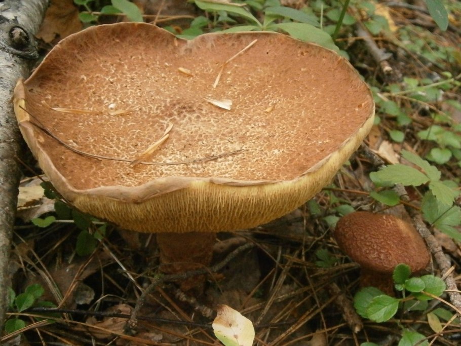 Маслята большие