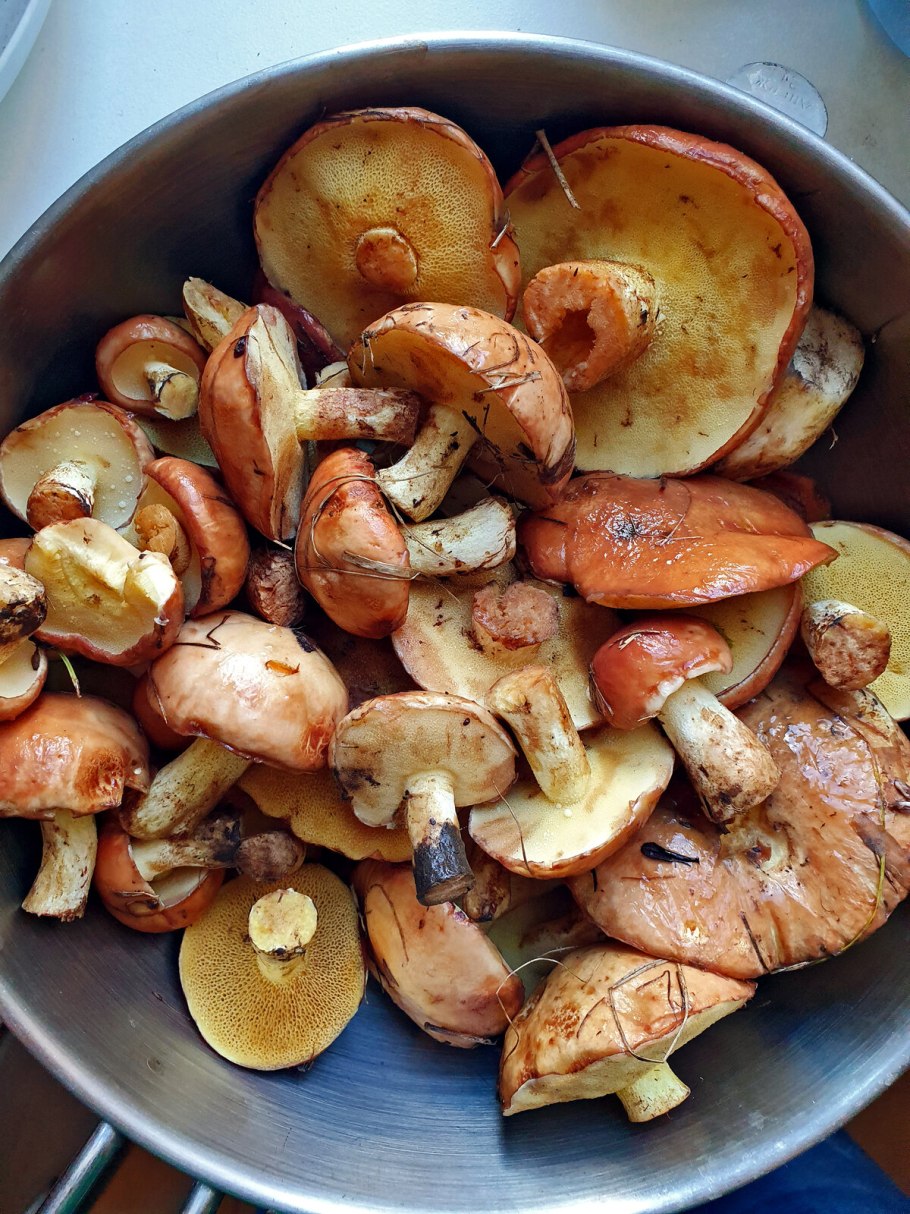 Съедобные грибы маслята