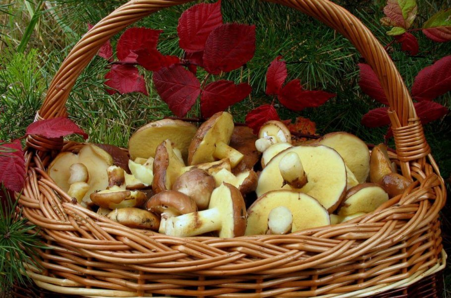 Рыжик Боровик гриб