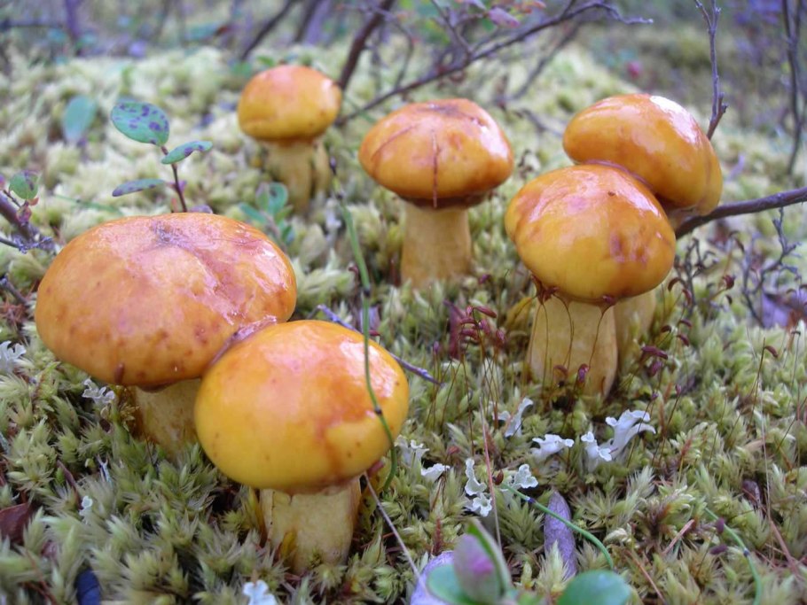 Масленок Suillus luteus