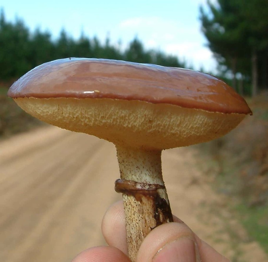 Маслёнок обыкновенный гименофор