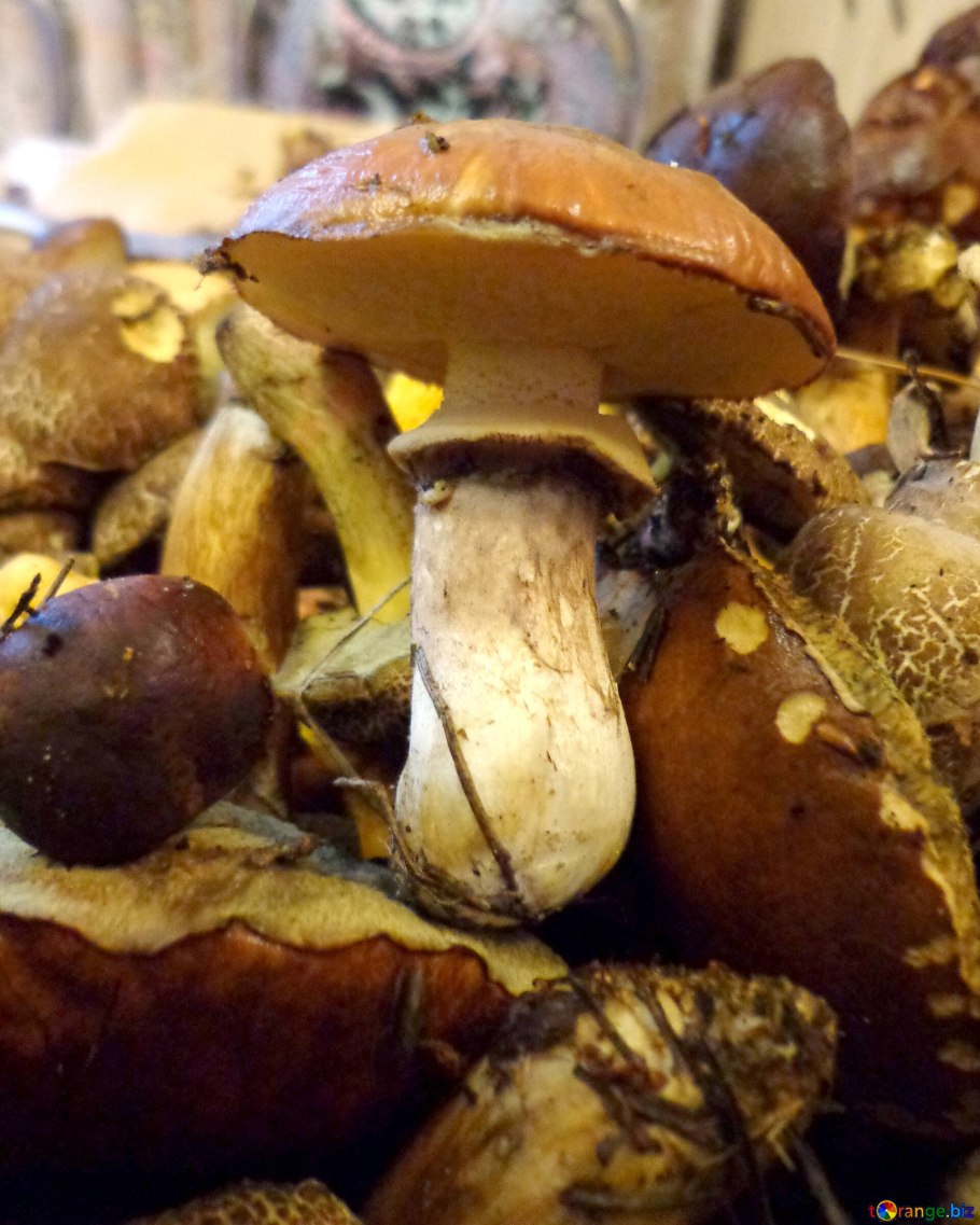 Грибы маслята