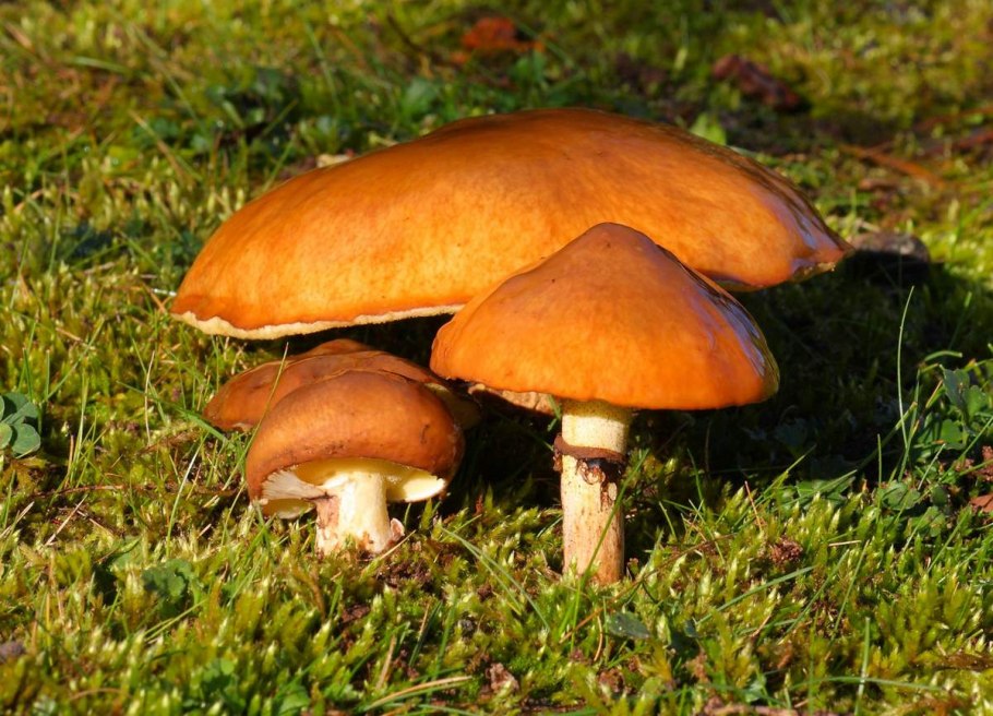 Гриб Suillus luteus