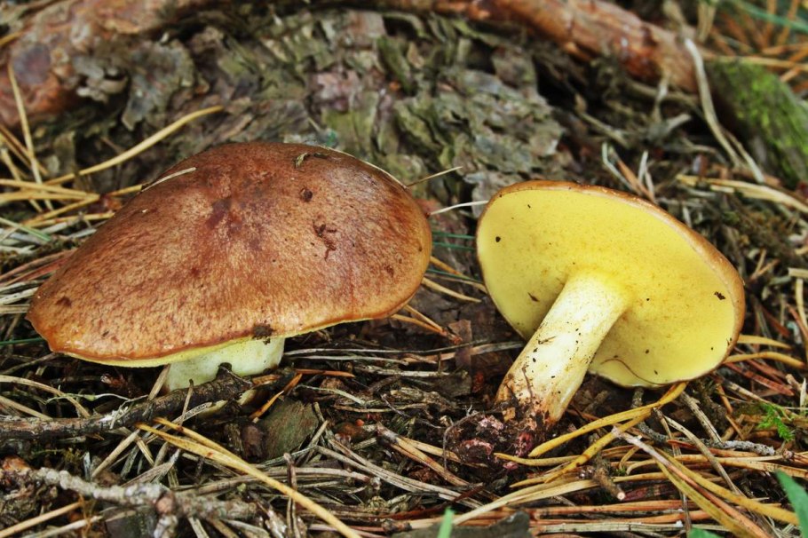 Suillus granulatus маслёнок зернистый