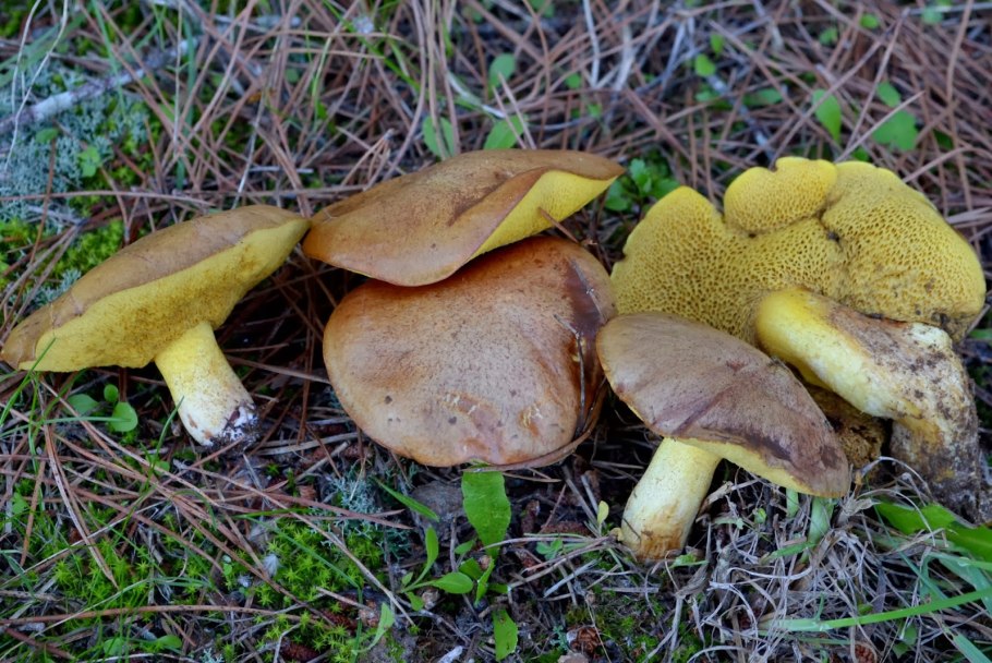 Suillus collinitus