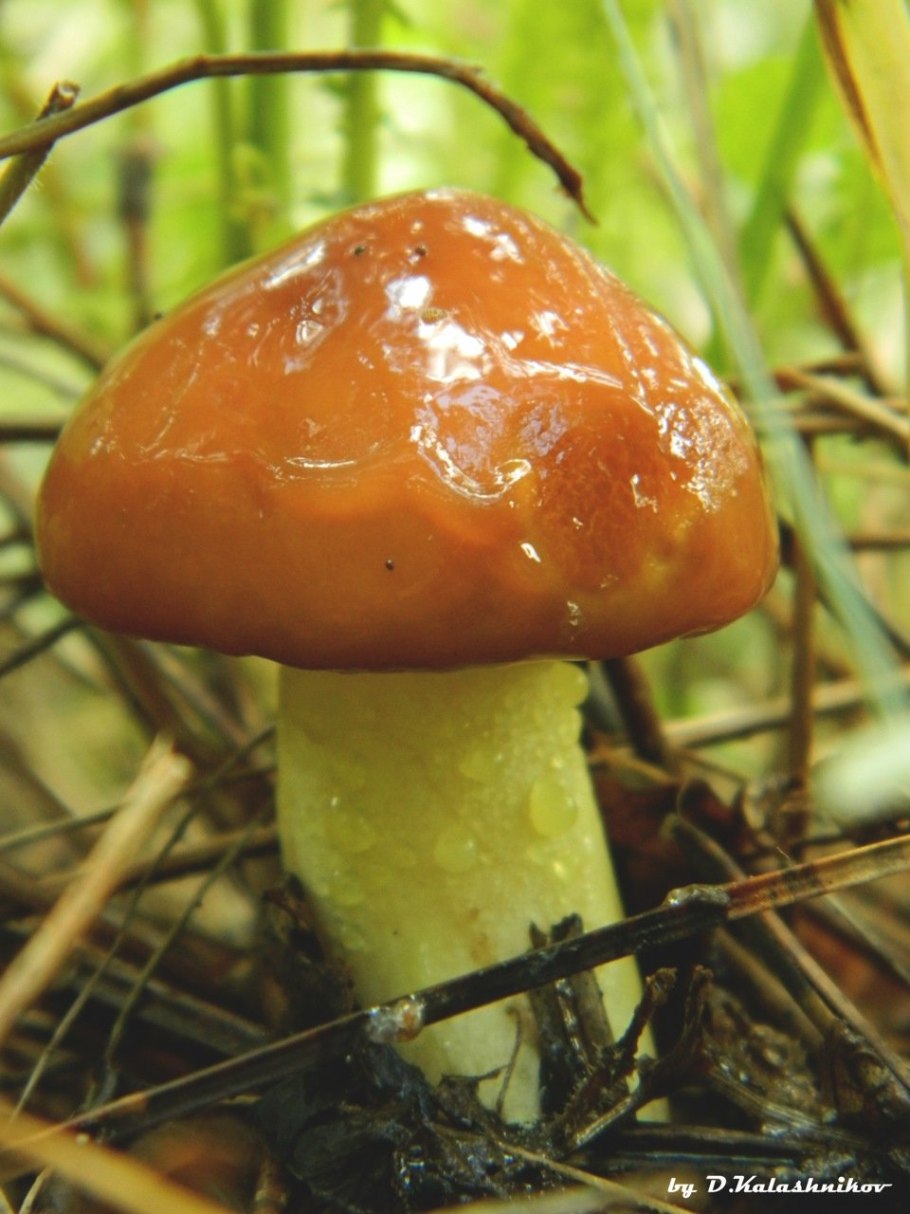 Съедобные грибы маслята