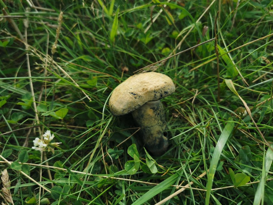 Дубовик крапчатый Boletus erythropus