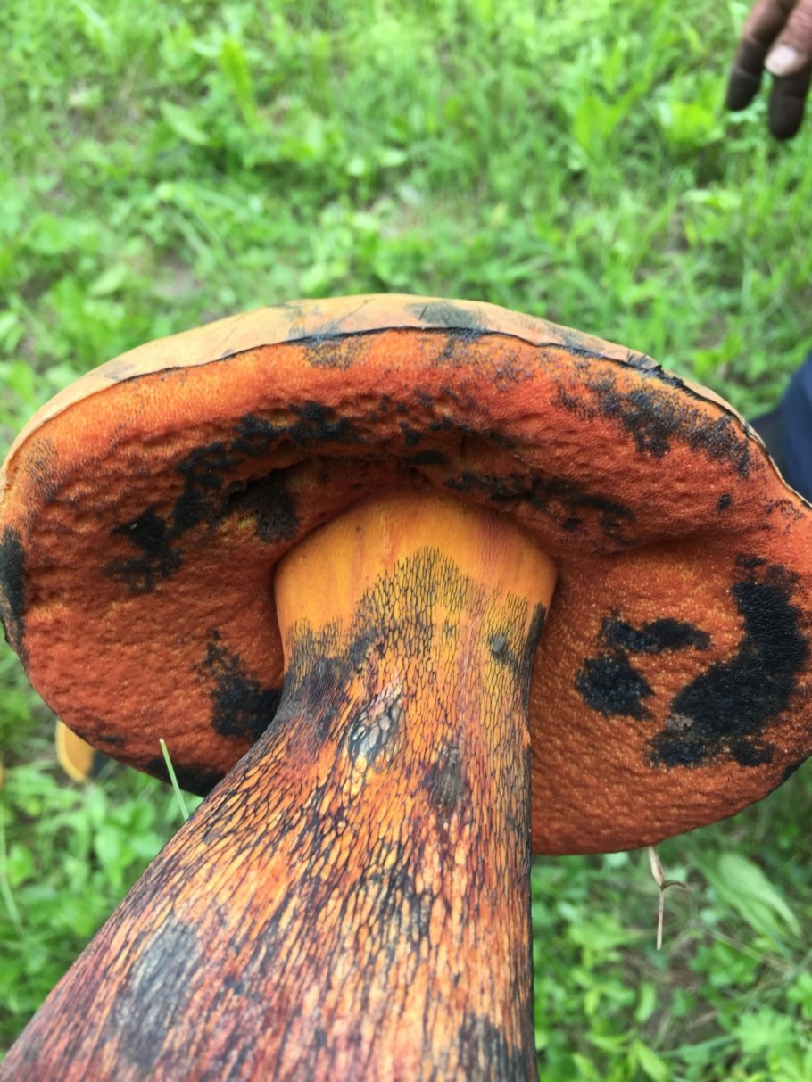 Дубовик растение