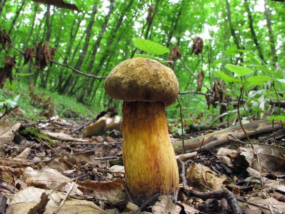 Дубовик синеющий