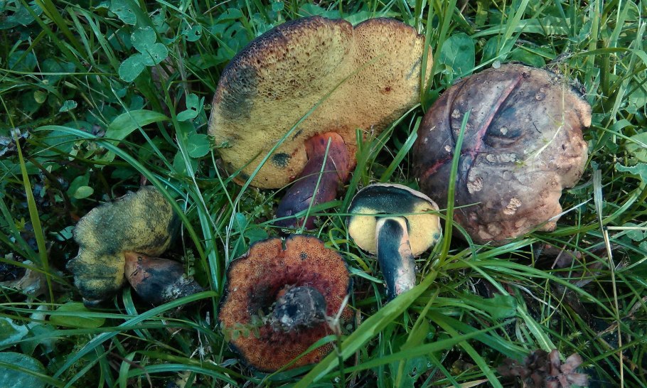 Дубовик оливково-бурый Suillellus luridus