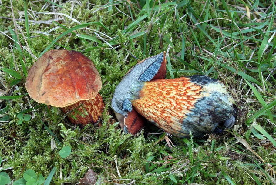 Гиропорус синеющий, синяк