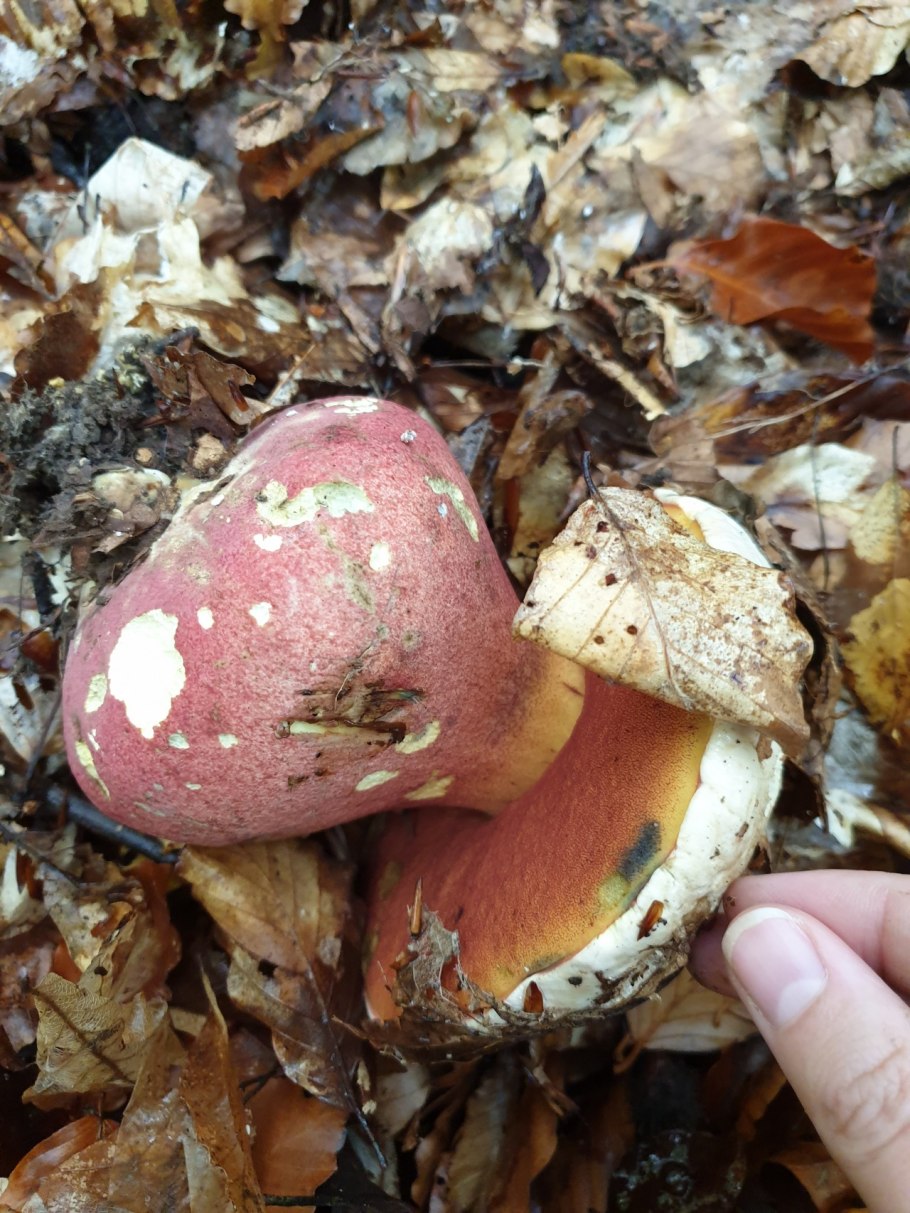 Гриб Дубовик крапчатый