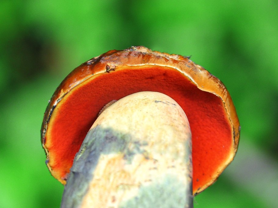 Boletus luridiformis