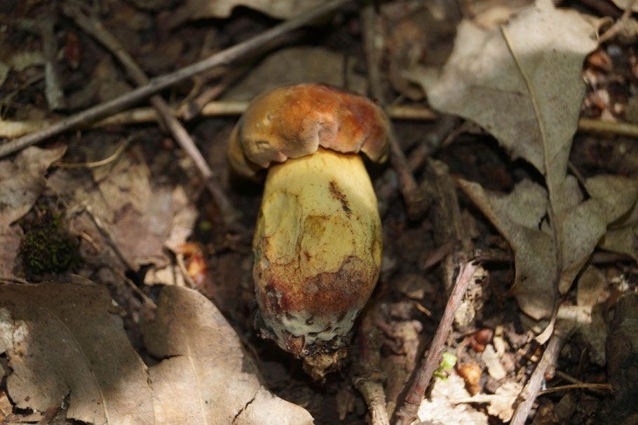 Грибы в Подмосковье 2021