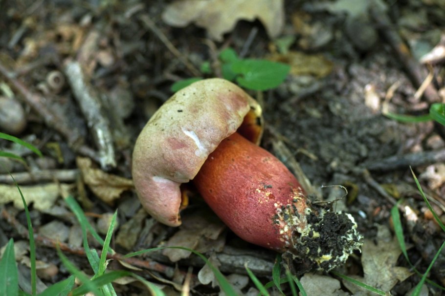 Дубовик крапчатый синеет