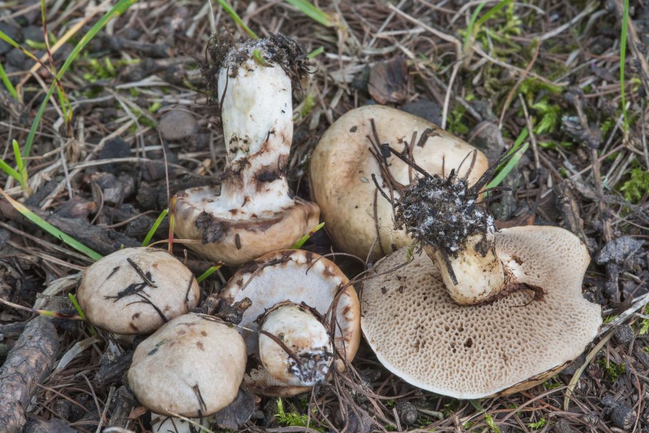 Грибы масленок серый