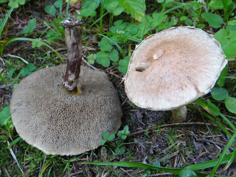 Suillus aeruginascens