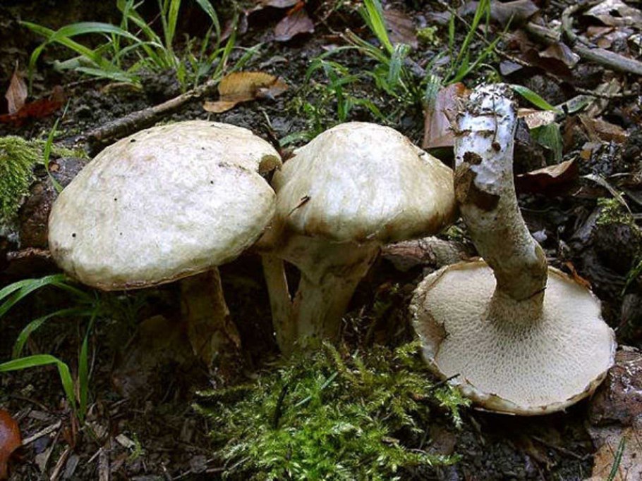 Маслёнок серый Suillus aeruginascens