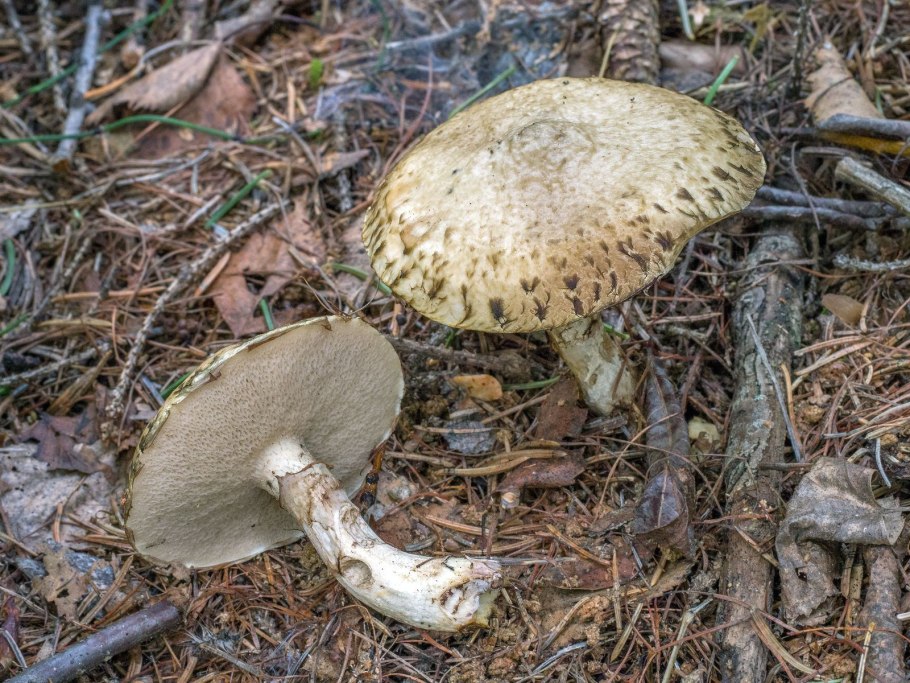 Грибы масленок серый