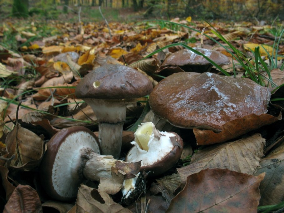 Желтые грибы в Подмосковье