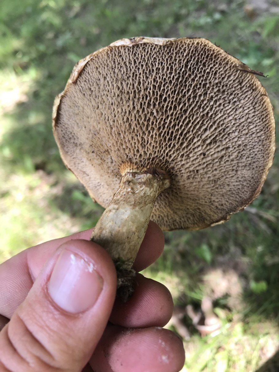 Масленок с сухой шляпкой