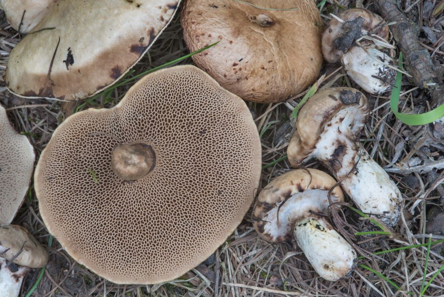 Suillus aeruginascens