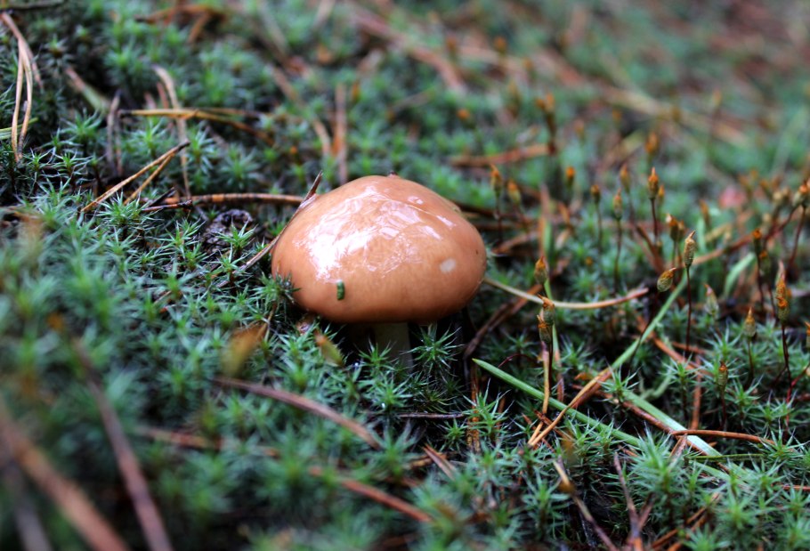 Маслёнок обыкновенный гриб