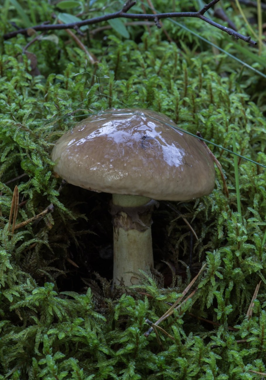 Маслята с серой шляпкой